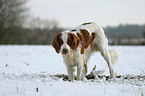 Irish red-and-white Setter