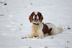 lying Irish red-and-white Setter