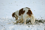 digging Irish red-and-white Setter