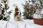 Irish red-and-white Setter