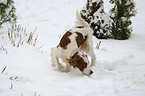 snuffling Irish red-and-white Setter