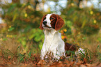 lying Irish red-and-white Setter