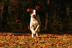 running Irish red-and-white Setter