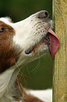 Irish red-and-white Setter