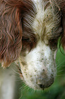 Irish red-and-white Setter