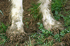 Irish red-and-white Setter