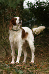 Irish red-and-white Setter