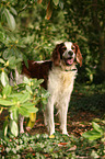 Irish red-and-white Setter