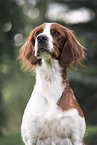 Irish red-and-white Setter Portrait