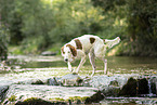 Irish red-and-white Setter in summer