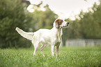 Irish red-and-white Setter in summer