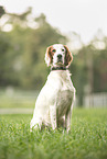 Irish red-and-white Setter in summer