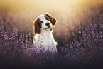 Irish red-and-white Setter