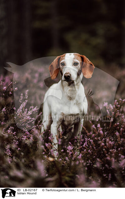 Istrische Bracke / Istrian Hound / LB-02167