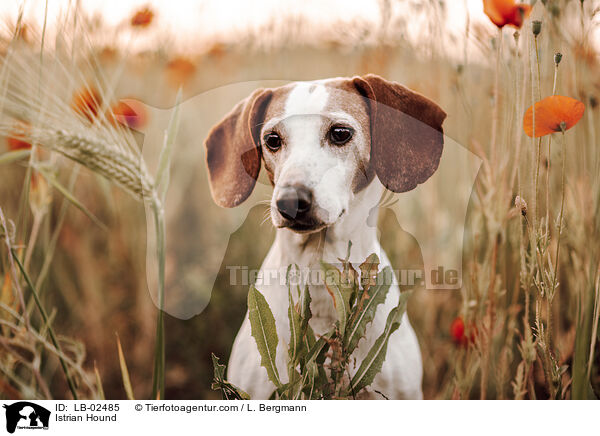 Istrische Bracke / Istrian Hound / LB-02485