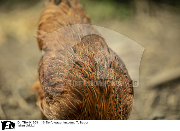 Italiener-Huhn / Italian chicken / TBA-01268