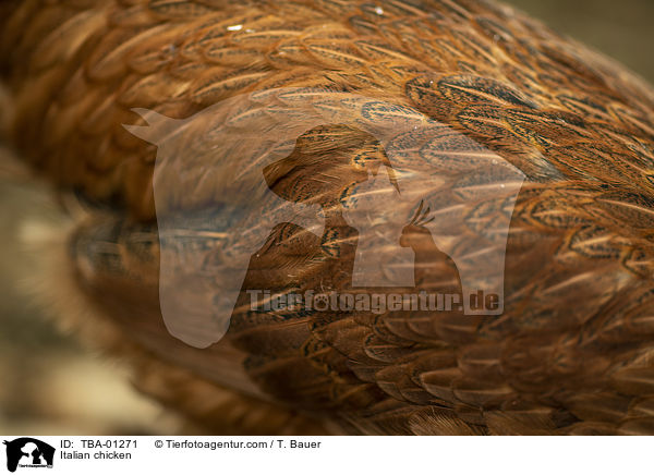 Italiener-Huhn / Italian chicken / TBA-01271