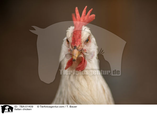 Italiener-Huhn / Italian chicken / TBA-01409