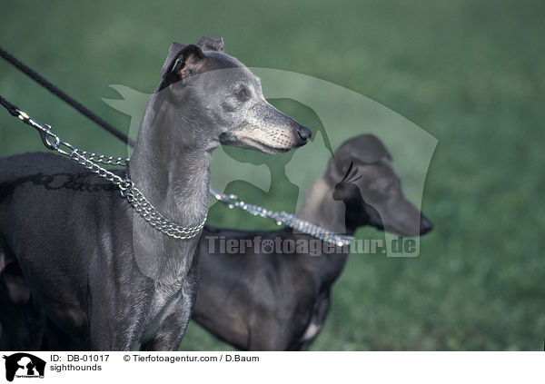 sighthounds / DB-01017
