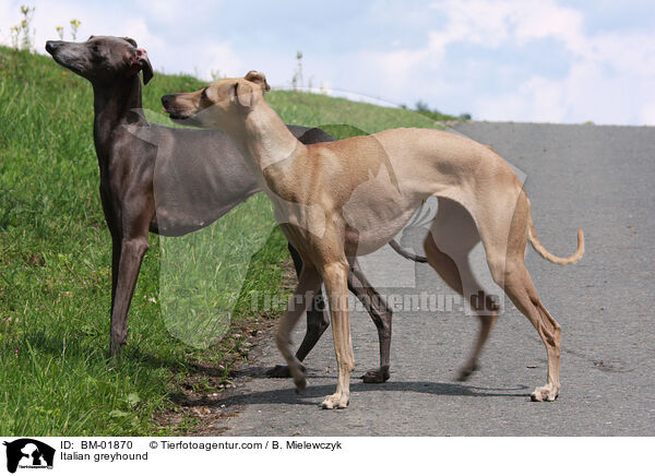 Italienisches Windspiel / Italian greyhound / BM-01870