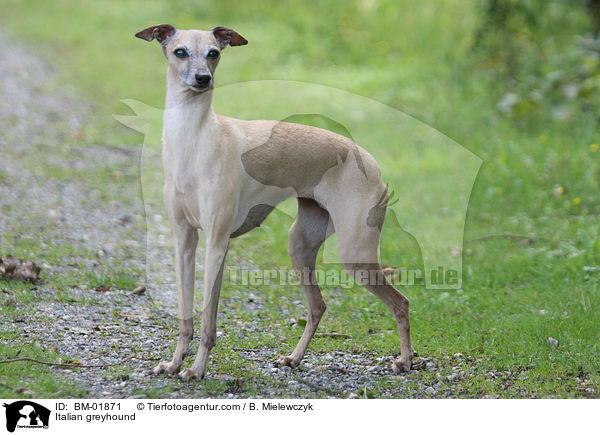 Italienisches Windspiel / Italian greyhound / BM-01871