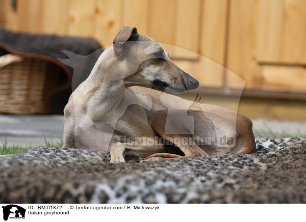 Italienisches Windspiel / Italian greyhound / BM-01872