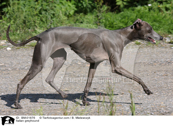 Italian greyhound / BM-01876
