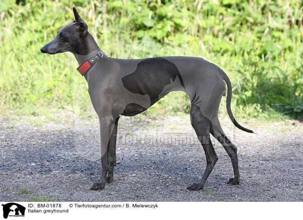 Italienisches Windspiel / Italian greyhound / BM-01878
