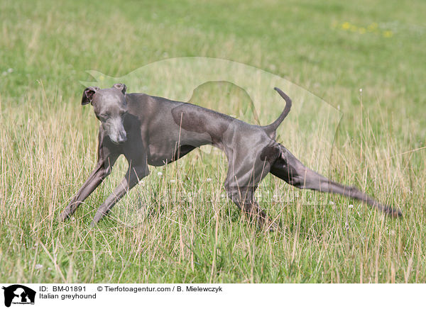 Italienisches Windspiel / Italian greyhound / BM-01891
