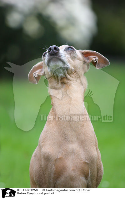 Italienisches Windspiel Portrait / Italian Greyhound portrait / CR-01258