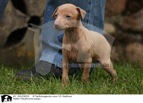 Italienisches Windspiel Welpe / Italian Greyhound puppy / DG-03653
