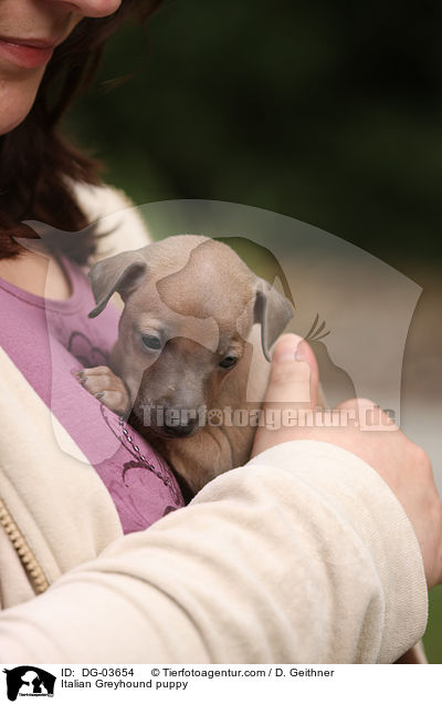 Italienisches Windspiel Welpe / Italian Greyhound puppy / DG-03654