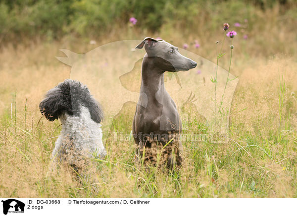 2 Hunde / 2 dogs / DG-03668