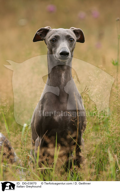 Italienisches Windspiel / Italian Greyhound / DG-03670
