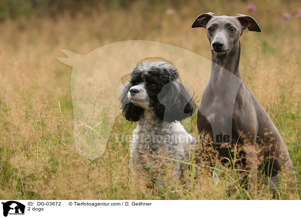 2 Hunde / 2 dogs / DG-03672