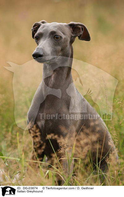 Italienisches Windspiel / Italian Greyhound / DG-03674