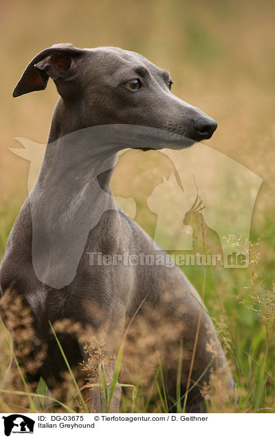 Italienisches Windspiel / Italian Greyhound / DG-03675