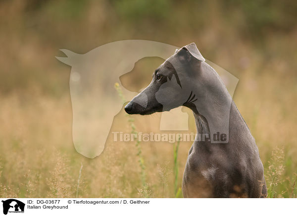 Italienisches Windspiel / Italian Greyhound / DG-03677