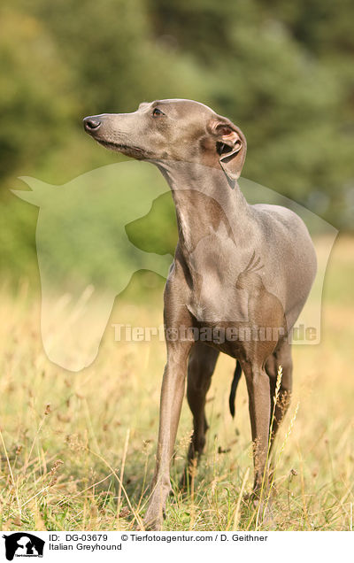 Italian Greyhound / DG-03679
