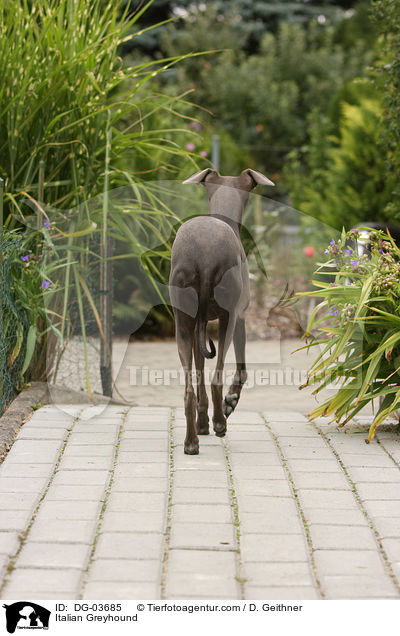 Italian Greyhound / DG-03685