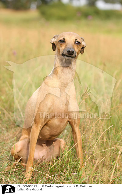 Italienisches Windspiel / Italian Greyhound / DG-03692