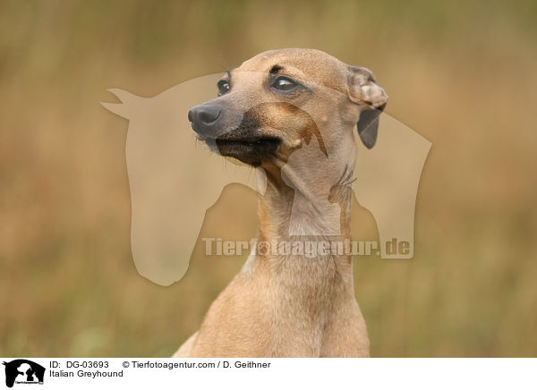 Italian Greyhound / DG-03693