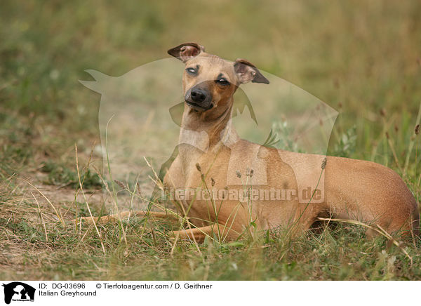 Italian Greyhound / DG-03696