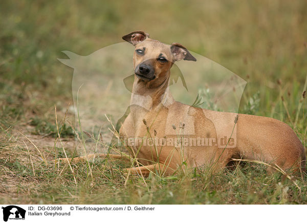 Italienisches Windspiel / Italian Greyhound / DG-03696