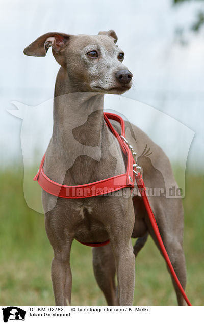 Italian Greyhound / KMI-02782