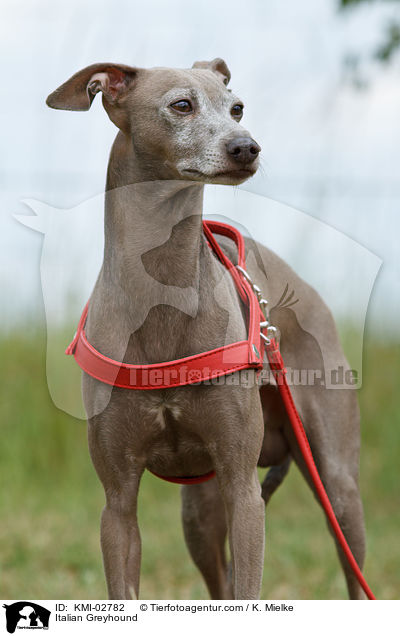 Italienisches Windspiel / Italian Greyhound / KMI-02782