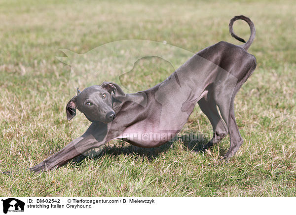 Italienisches Windspiel streckt sich / stretching Italian Greyhound / BM-02542