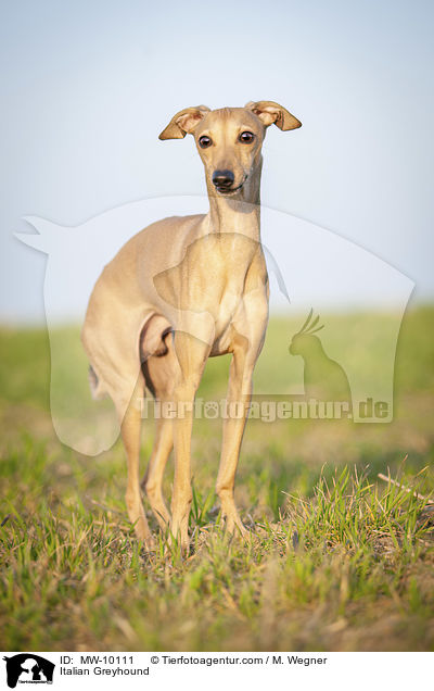 Italienisches Windspiel / Italian Greyhound / MW-10111