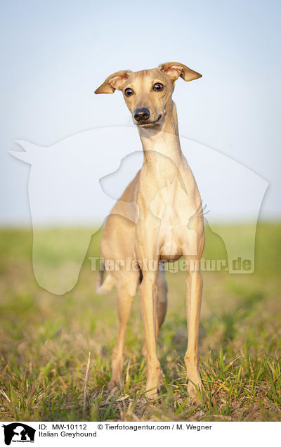 Italienisches Windspiel / Italian Greyhound / MW-10112