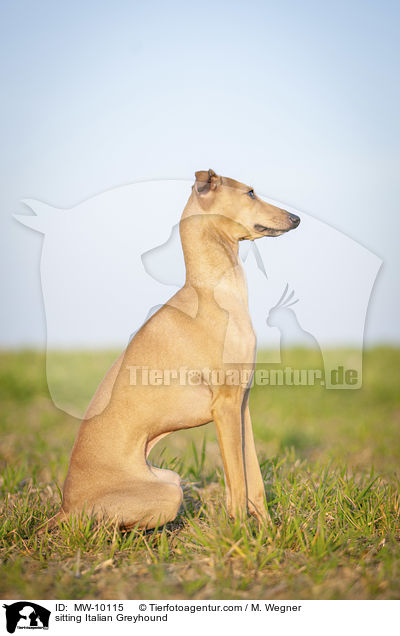 sitzendes Italienisches Windspiel / sitting Italian Greyhound / MW-10115